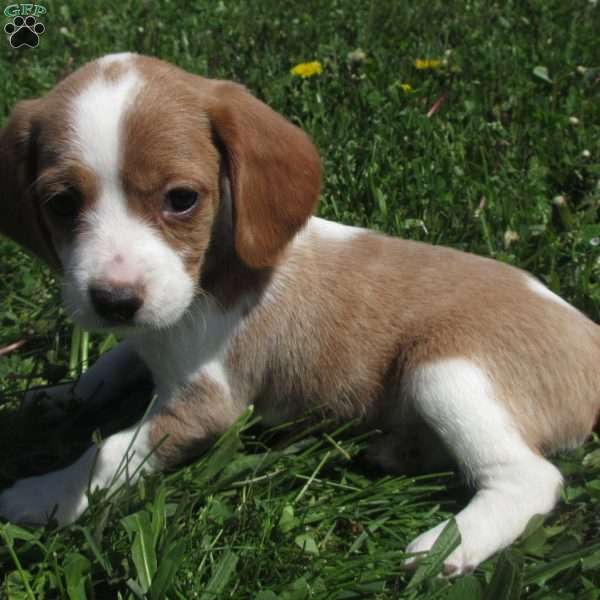 Allison, Beaglier Puppy